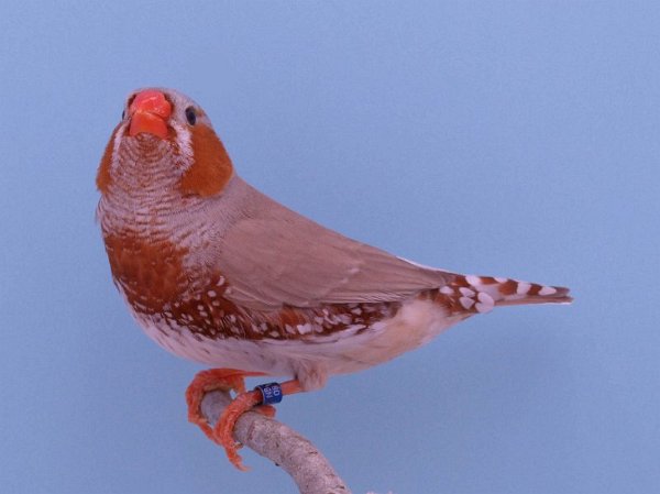 Oranjeborst bruin man P1232110